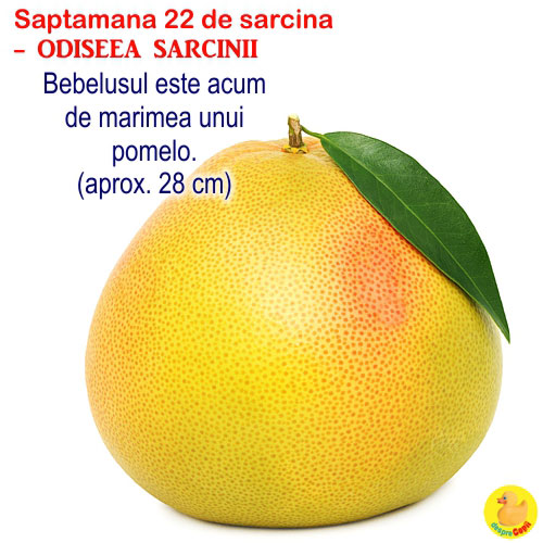 Dimensiunea fatului in saptamana 22 de sarcina