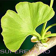 Ginkgo Biloba sau 