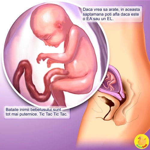 Saptamana 20 de sarcina