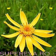 Arnica, pentru trup si suflet