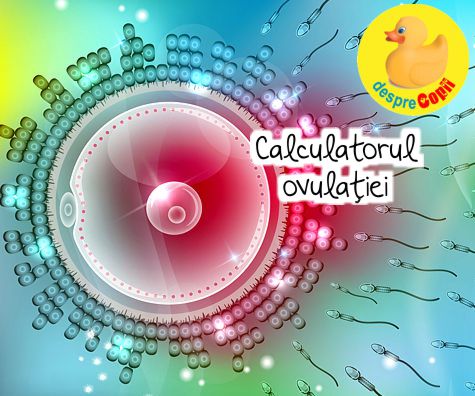 Calculator fertilitate: calculeaza zilele cand poti ramane insarcinata