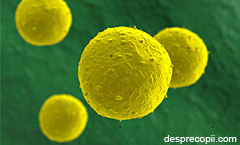 Utilizarea celulelor stem in prezent