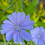 Cicoarea, sau Cichorium intybus