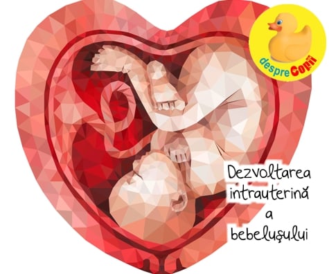 Dezvoltarea intrauterina a bebelusului
