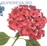 Hortensia sau bucuria verii