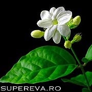 Iasomia sau Jasminum Grandiflorum