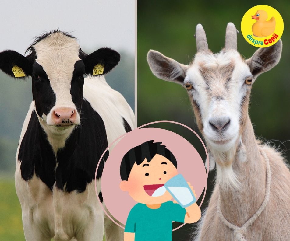 Pentru copii ce este mai sanatos? Laptele de vaca sau laptele de capra? - iata ce stim