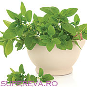 Oregano este o planta minune