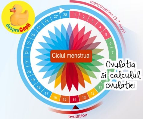 Ovulatia si calculul ovulatiei