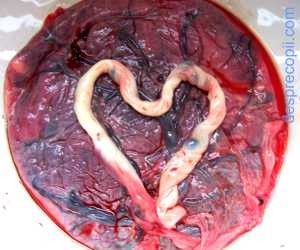 7 lucruri posibile de facut cu placenta