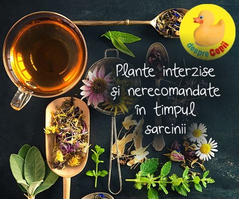 Plante interzise si nerecomandate in timpul sarcinii