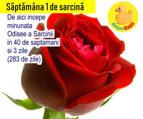 Saptamana 1 de sarcina: Inca nu esti insarcinata dar corpul tau se pregateste