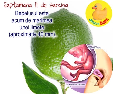 Saptamana a 11-a de sarcina