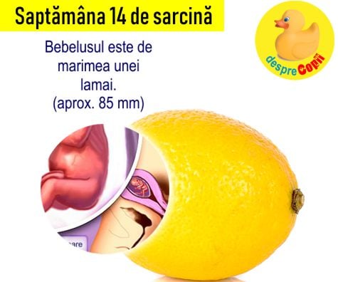 Saptamana 14 de sarcina: de acum bebe are o amprenta unica  (cu VIDEO)