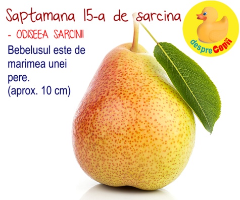 Saptamana a 15-a de sarcina