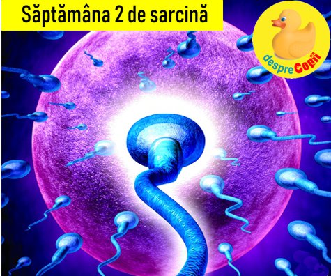 Saptamana 2 de sarcina - acum trebuie sa se intample evenimentul (VIDEO)