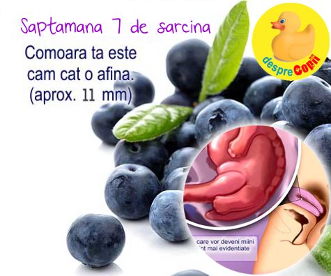 Saptamana a 7-a de sarcina