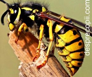 Reactia anafilactica (socul anafilactic)