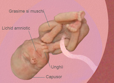 Asa arata bebelusul dvs. la 33 saptamani de dezvoltare intrauterina