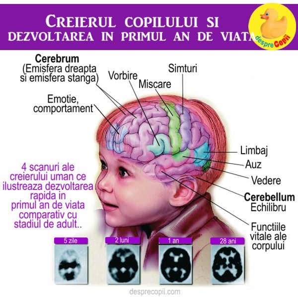 creierul bebelusului