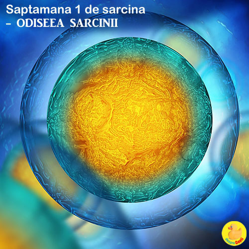 Dimensiunea fatului in Saptamana 1 de sarcina