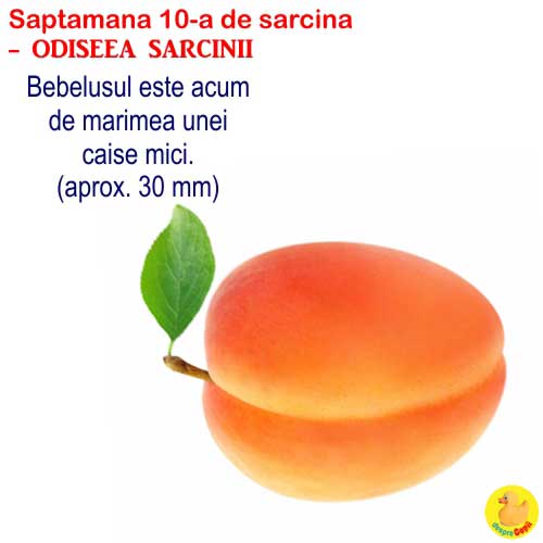 Dimensiunea fatului in saptamana 10 de sarcina