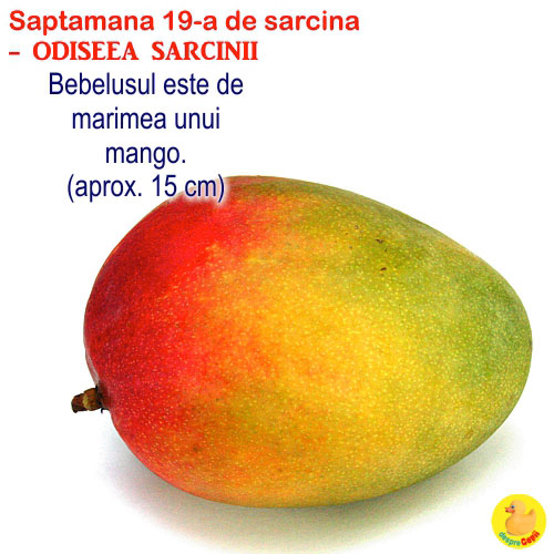 Dimensiunea fatului in saptamana 19 de sarcina