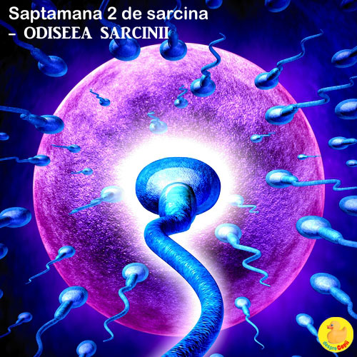 Dimensiunea fatului in Saptamana 2 de sarcina