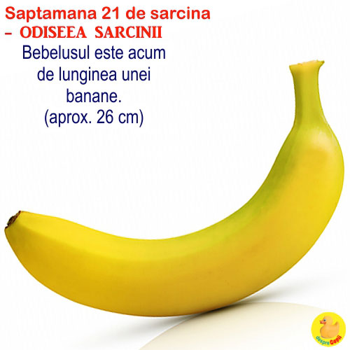 Dimensiunea fatului in saptamana 21 de sarcina