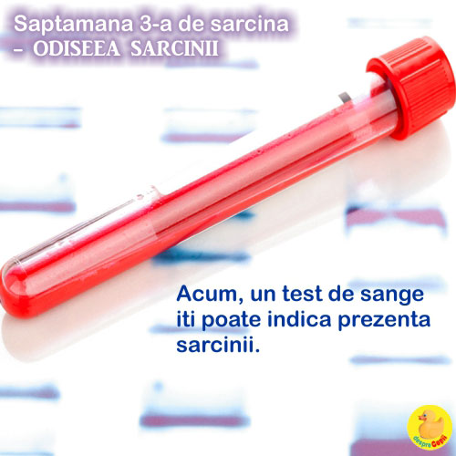 Dimensiunea fatului in Saptamana a 3-a de sarcina