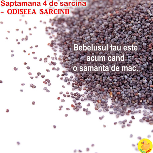 Dimensiunea fatului in saptamana 4 de sarcina