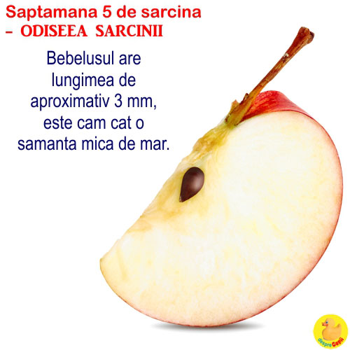 Dimensiunea fatului in saptamana 5 de sarcina