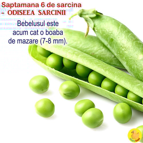 Dimensiunea fatului in saptamana 5 de sarcina