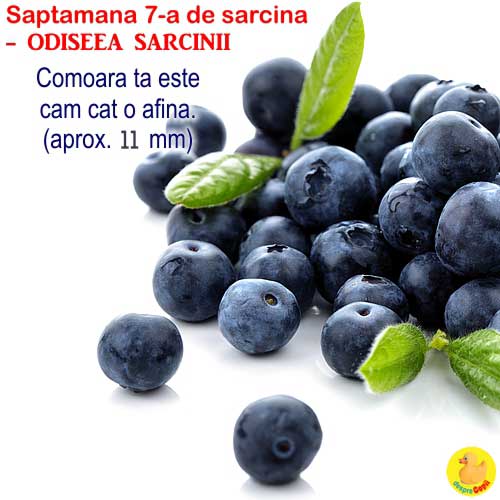 sarcina 7 saptamani