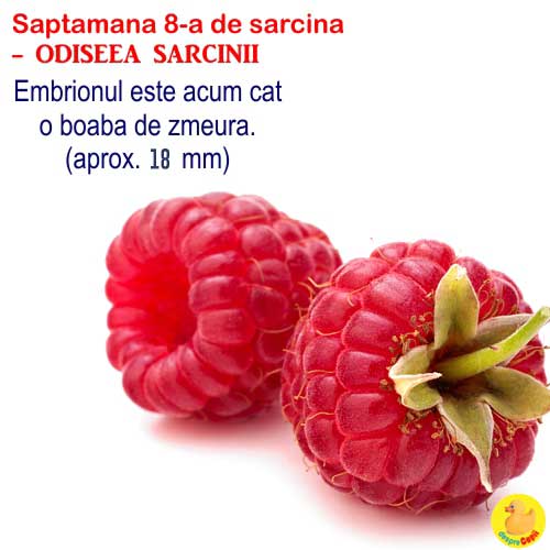 Dimensiunea fatului in saptamana 8 de sarcina
