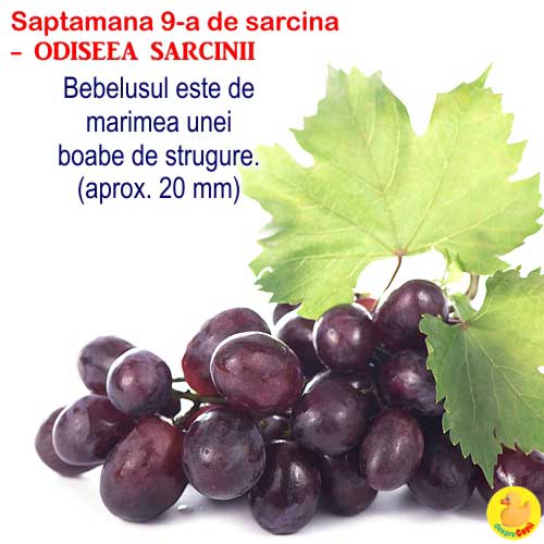Dimensiunea fatului in saptamana 9 de sarcina