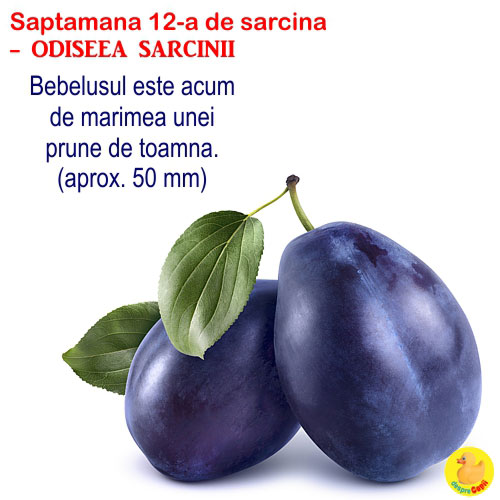 Dimensiunea fatului in Saptamana a 12-a de sarcina