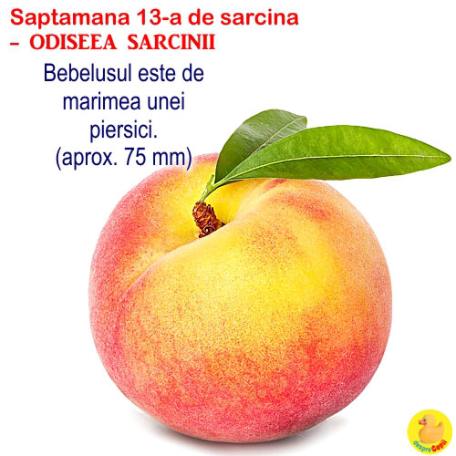 Dimensiunea fatului in saptamana 13 de sarcina