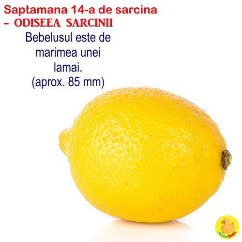 Dimensiunea fatului in Saptamana 14 de sarcina