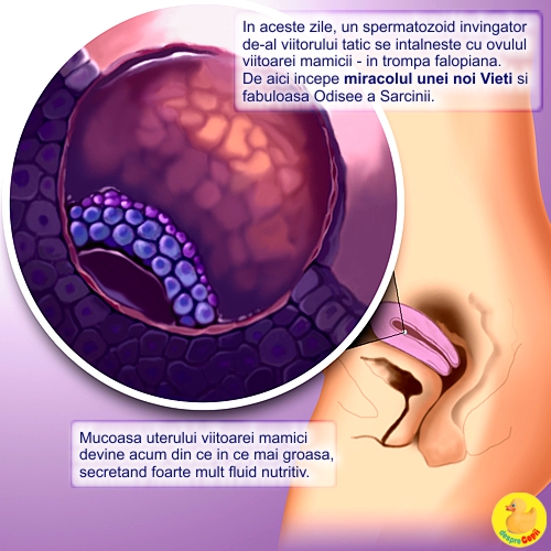Dimensiunea fatului in Saptamana 3 de sarcina