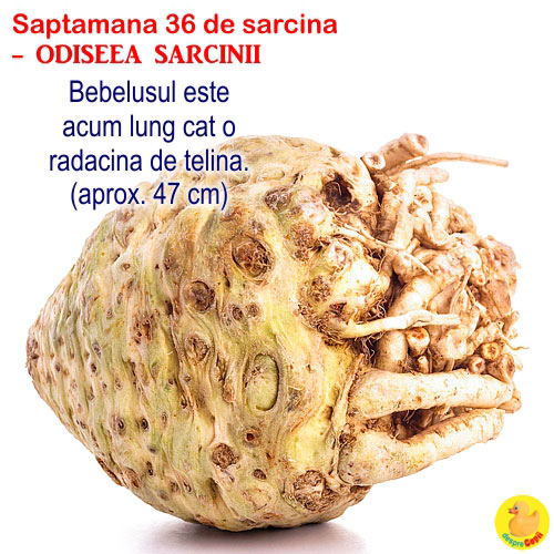 Dimensiunea fatului in Saptamana 36 de sarcina