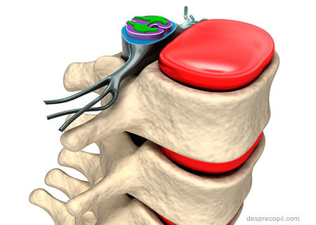 Disc intervertebral al coloanei vertebrale