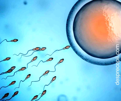 Embryoglue, inovatie pentru transferul embrionilor in uter