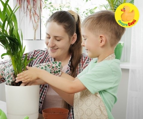 Purifică aerul din casa cu ajutorul plantelor