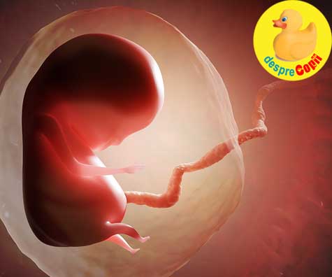 O inima care bate sub inima mamei - un strat de celule este tot ceea ce separa mama de copil in uter
