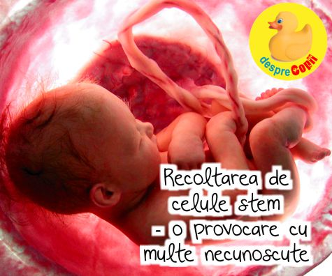 Recoltarea de celule stem – o provocare cu multe necunoscute