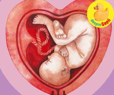 Dezvoltarea intrauterina a bebelusului. Tabel cu valori medii de crestere in timpul dezvoltarii intrauterine