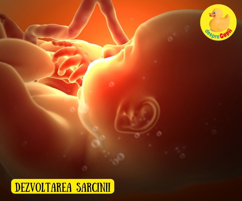 Minunea vietii din uterul unei femei. Iata cum are loc dezvoltarea sarcinii in cele 40 de saptamani de sarcina