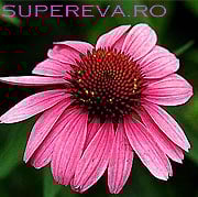 Planta perena, Echinacea tine raceala la distanta