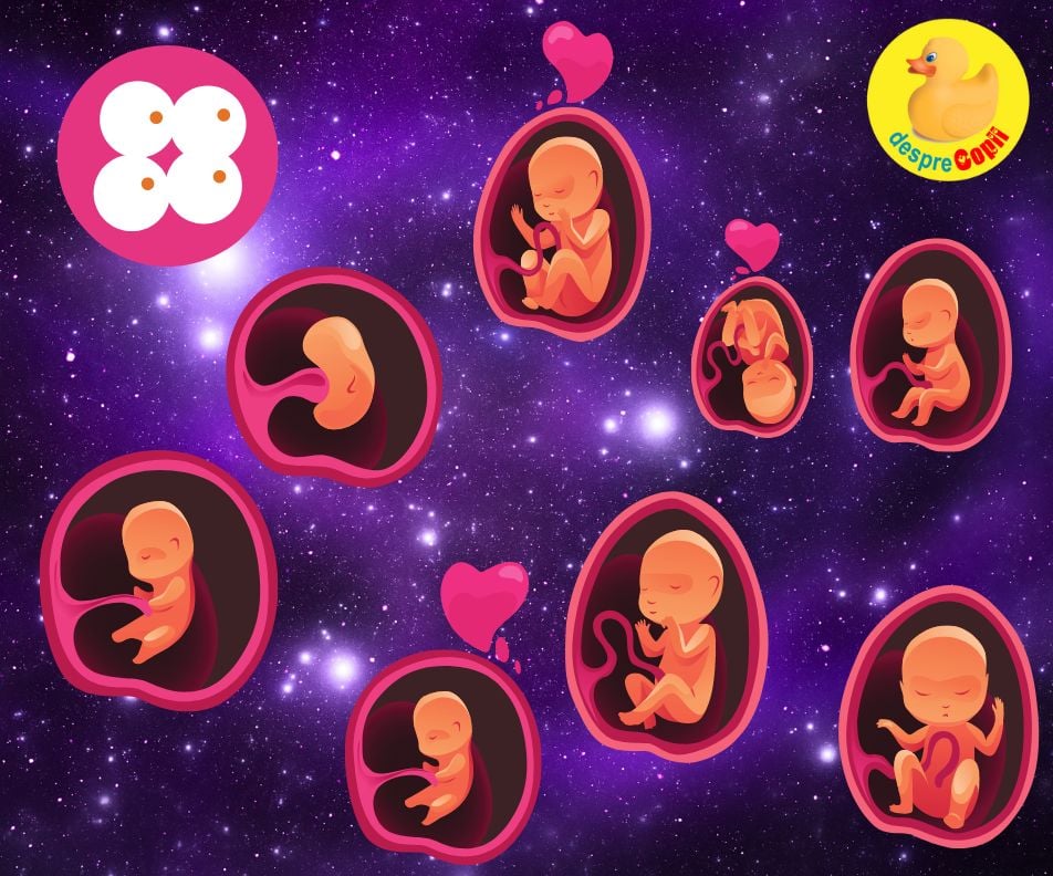 Sarcina: principalele etape ale dezvoltarii fetale: evenimente importante prin care trece bebe cand creste in burtica